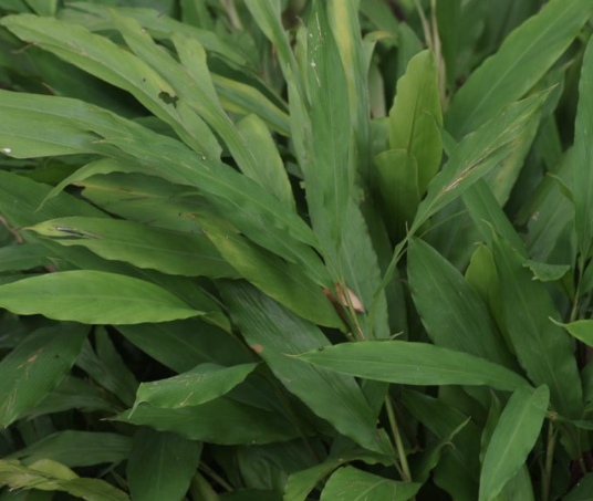 小豆蔻（姜科小豆蔻属植物）