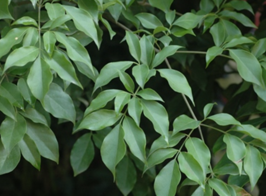 菜豆树（紫葳科菜豆树属植物）