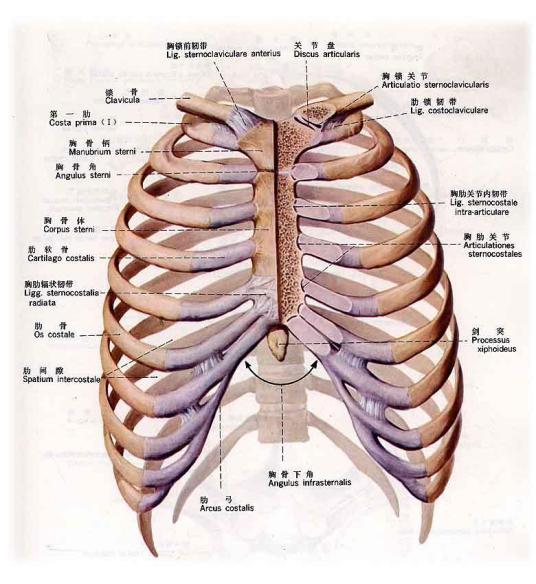 肋骨（人体骨骼）