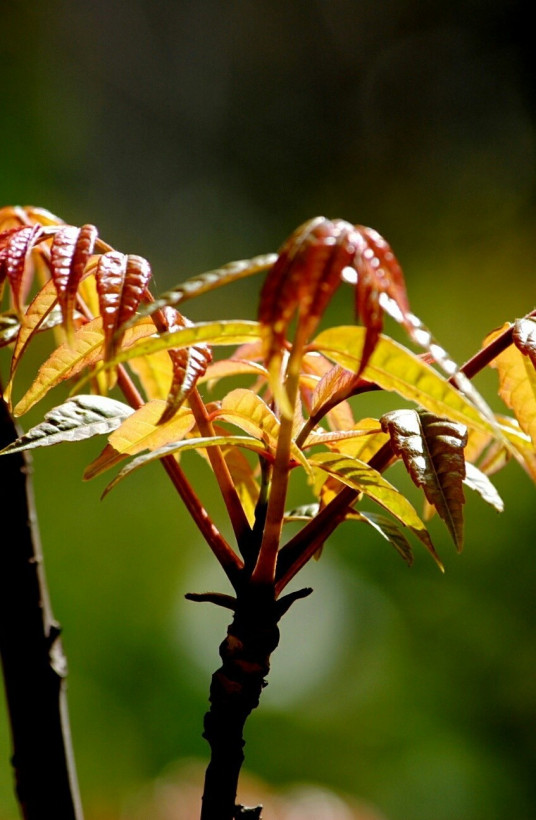 香椿（楝科香椿属植物）