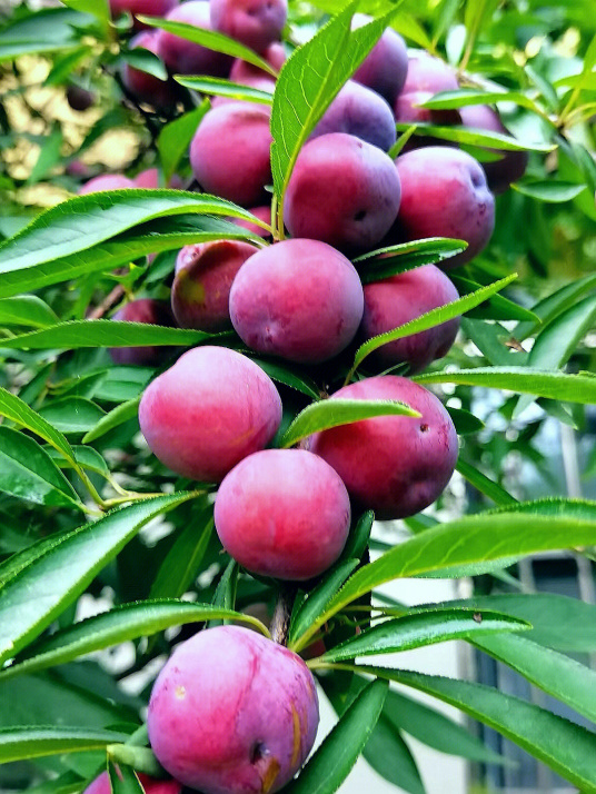 李（蔷薇科李属植物）