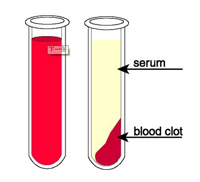 血清（医学术语）