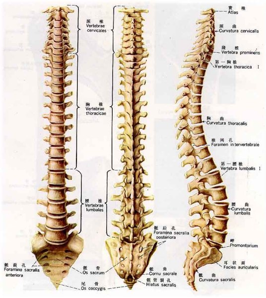 什么是脊柱（人体结构）