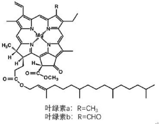 叶绿素