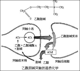 胆碱酯酶