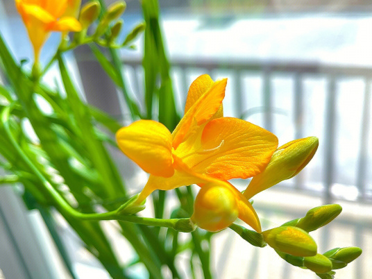 香雪兰（百合目鸢尾科植物）