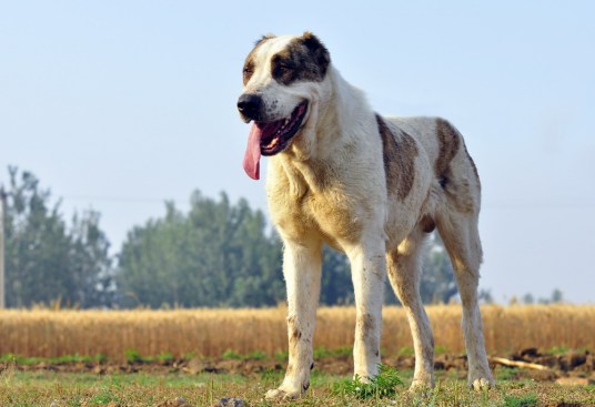 什么是中亚牧羊犬