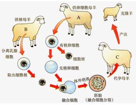 什么是克隆技术