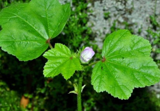 冬葵（锦葵科锦葵属植物）