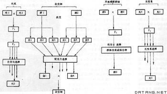 什么是育种