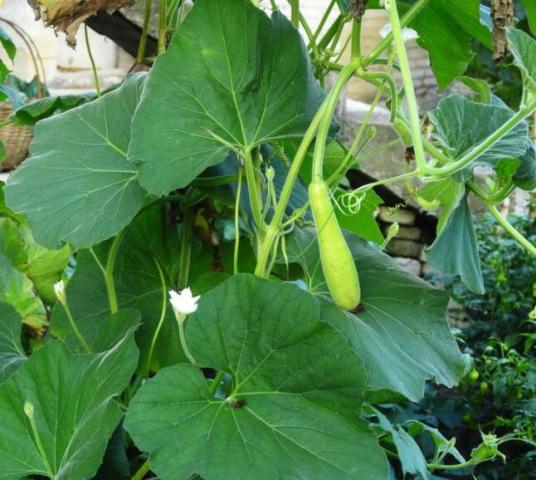 瓠子（葫芦科葫芦属植物）