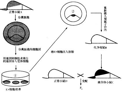 嵌合体