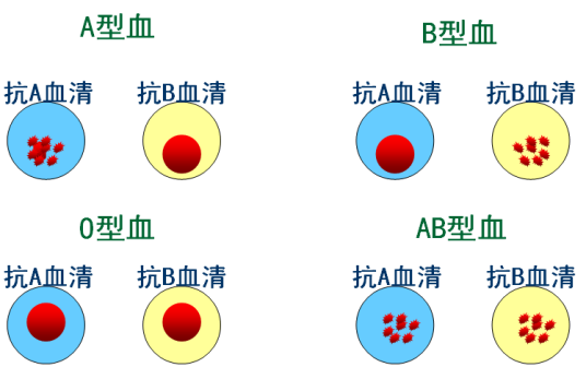 凝集素（糖蛋白或结合糖的蛋白）