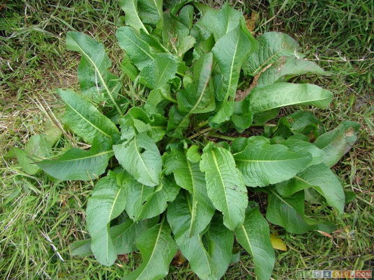 野菜（植物学名词）