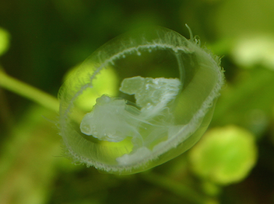 桃花水母（水螅纲淡水水母目笠水母科动物）