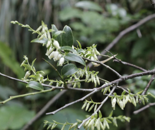 越橘（杜鹃花科越橘属植物）