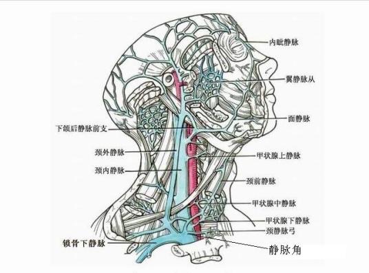 什么是静脉（汉语词汇）