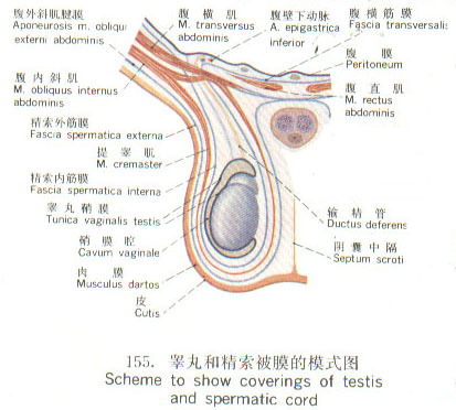 精索