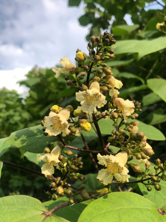 梓（紫葳科梓属植物）