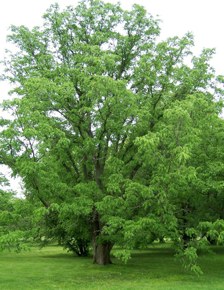 黄檗（芸香科黄檗属植物）