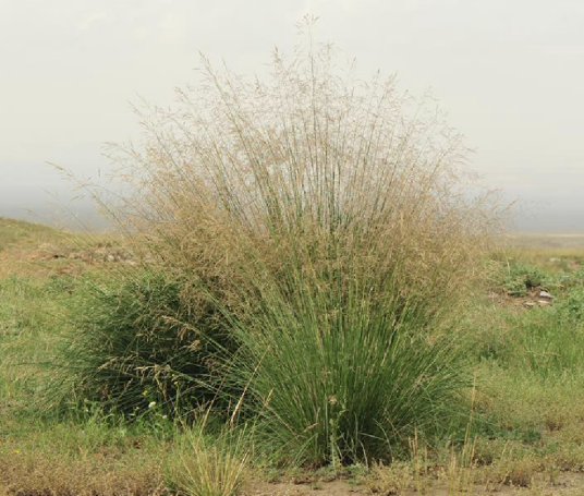 芨芨草（禾本科芨芨草属植物）