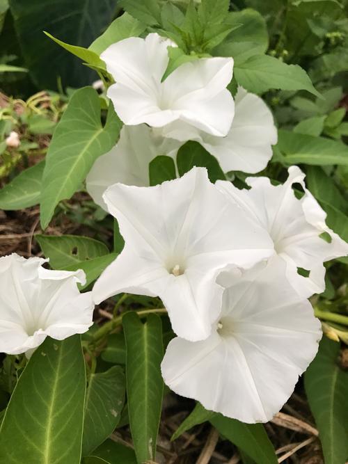 月光花（旋花科月光花属植物）