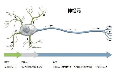 神经科学（生物学机制）