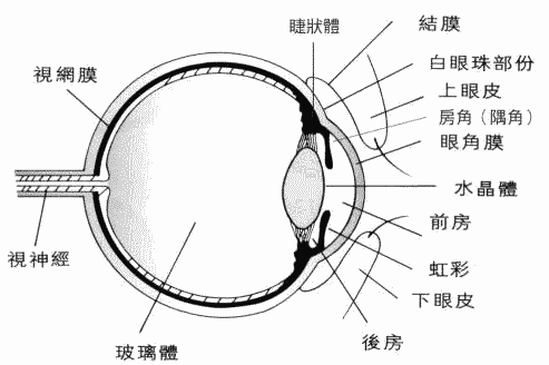 什么是老花