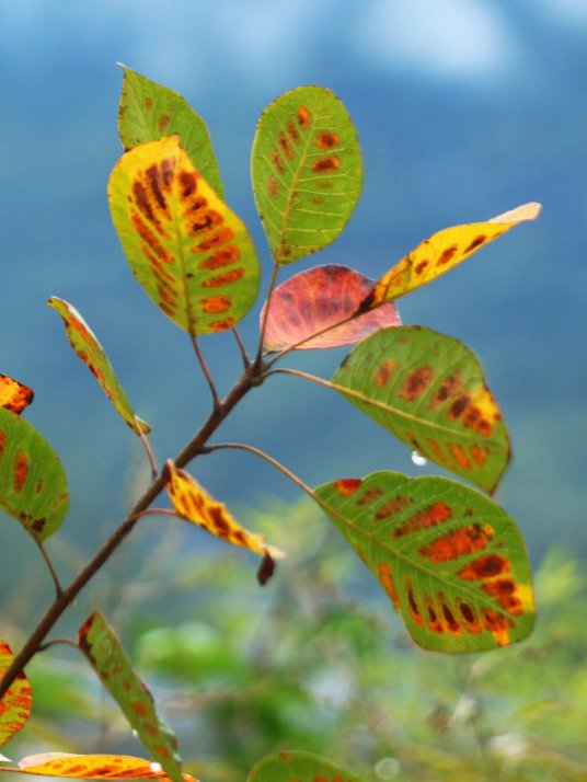 黄栌（漆树科黄栌属植物）