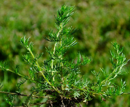 猪毛菜（中医药）