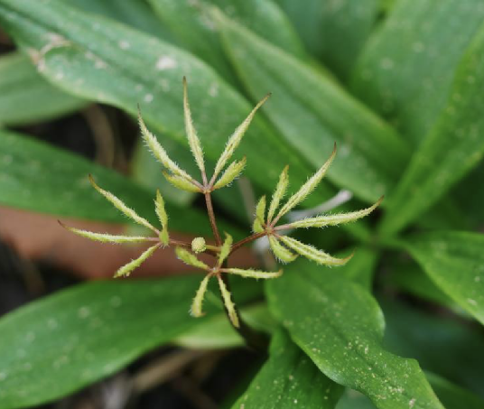 竹节参（五加科人参属植物）