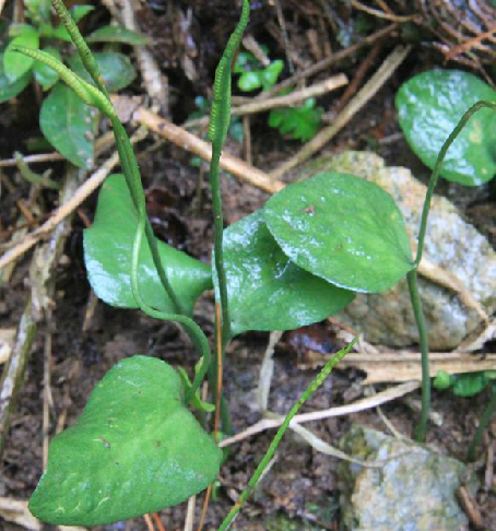 一支箭（瓶尔小草目瓶尔小草科植物）