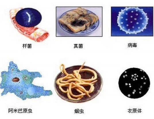 病原微生物