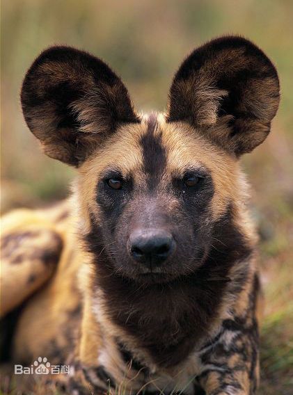 非洲野犬