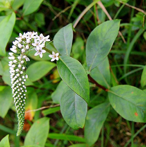 珍珠菜（中药）