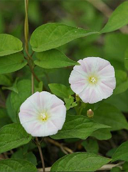 打碗花（旋花科打碗花属植物）