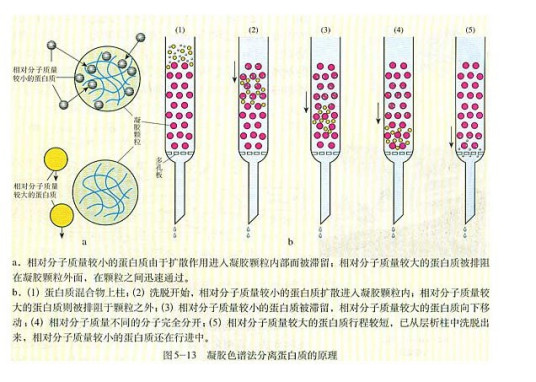 凝胶色谱法（分离分析技术）