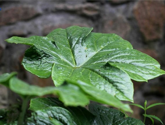 八角莲（小檗科鬼臼属植物）