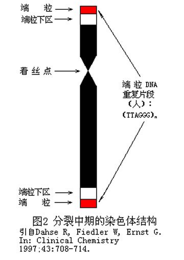 端粒学说