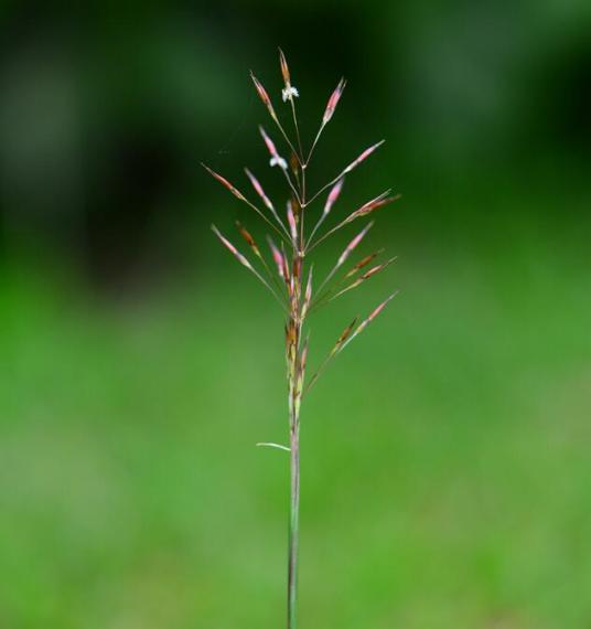 竹节草（禾本科金须茅属植物）