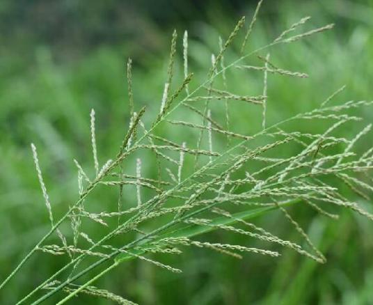 千金子（禾本科千金子属植物）