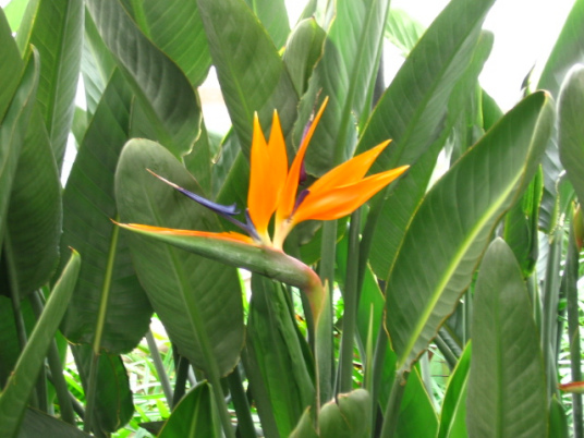 吉祥鸟（芭蕉科鹤望兰属植物）