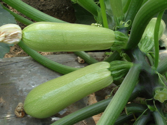 生瓜（葫芦目葫芦科植物）