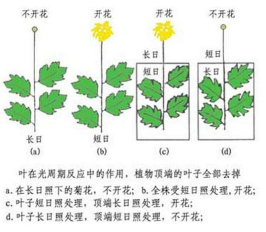 什么是光周期