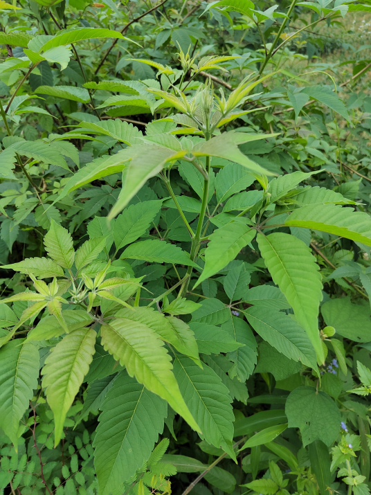 牡荆（马鞭草科牡荆属植物）