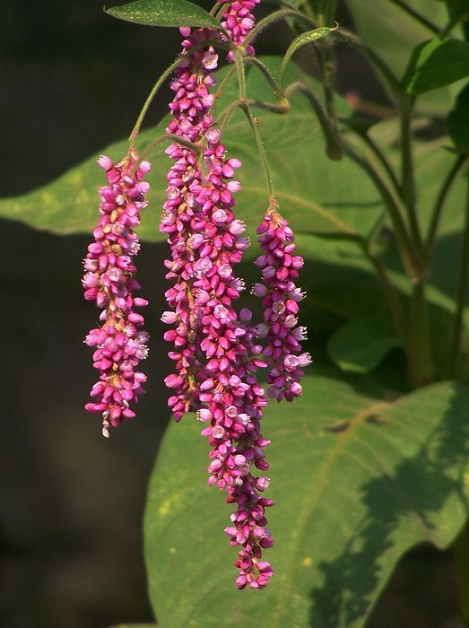 狗尾花（蓼科植物）