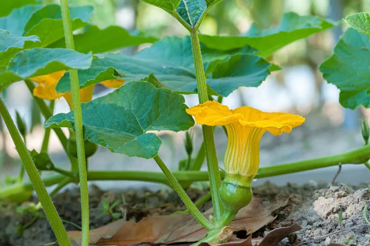 南瓜花（葫芦科南瓜花属植物）