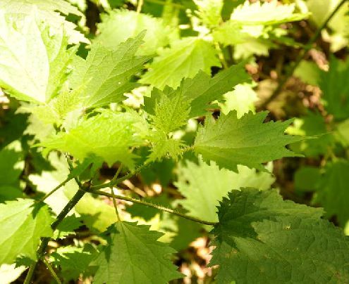 蝎子草（荨麻科蝎子草属植物）