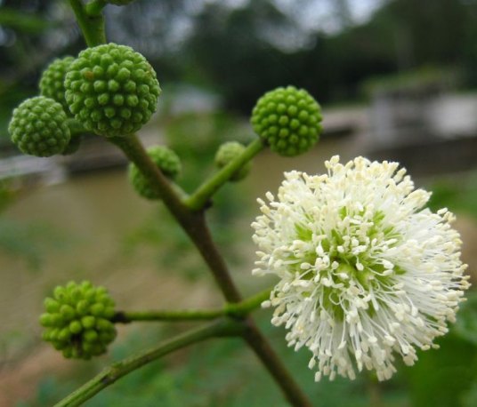 银合欢（豆科植物）