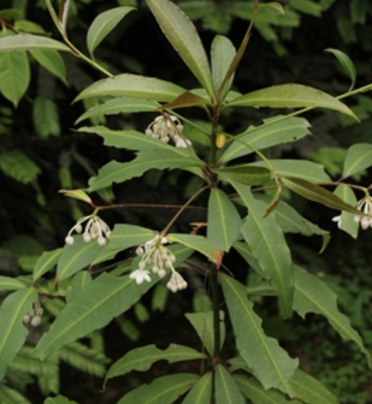 金玉满堂（紫金牛科紫金牛属植物）